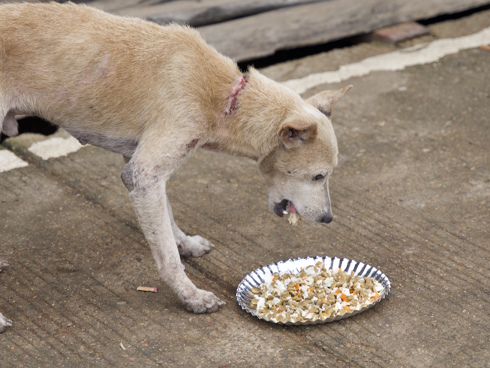 Stray Feeding Program